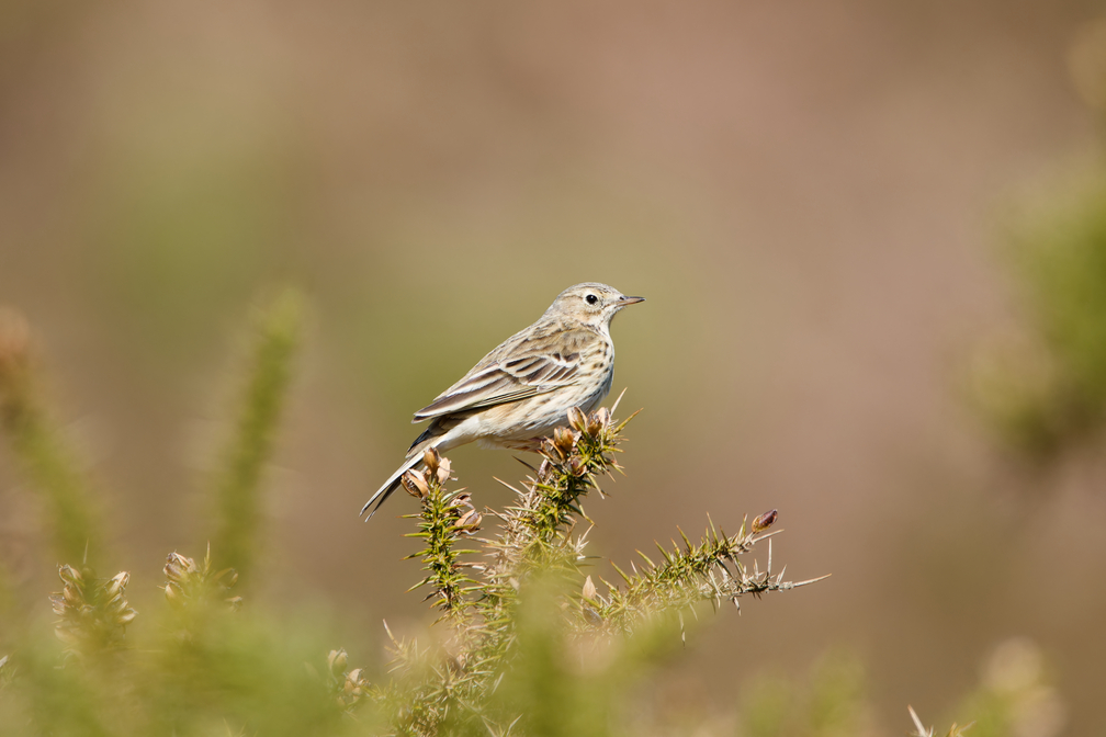 Meadow Pipit